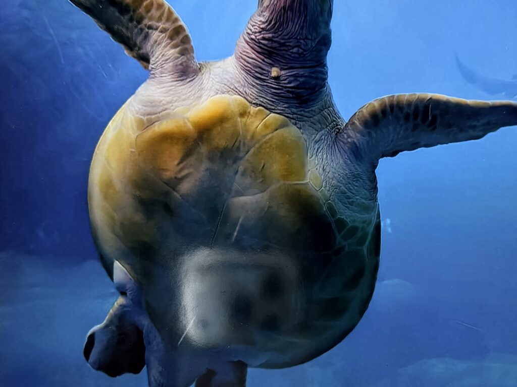 A turtle artwork
