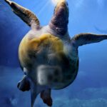 A turtle artwork